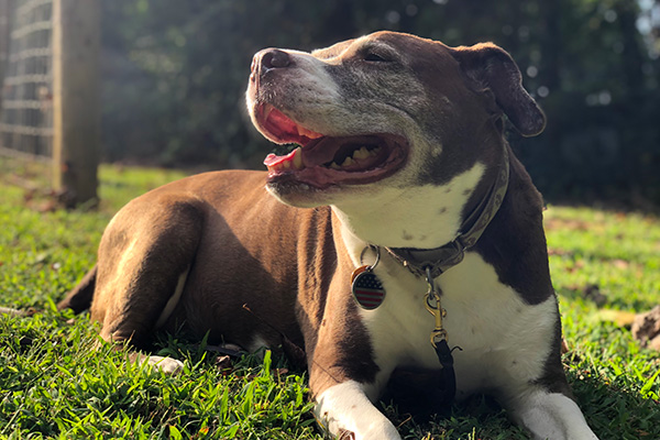 happy pitbull in the sunshine